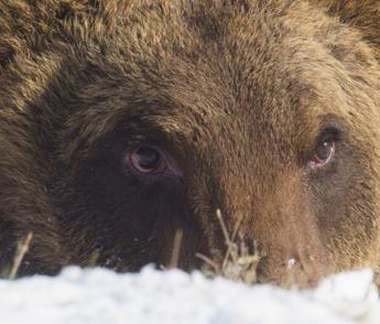 Abruzzo, è morto l’orso Juan Carrito: investito da un’auto