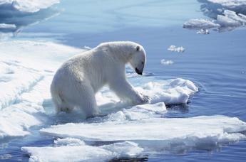 Alaska, una donna e un bambino uccisi da orso polare