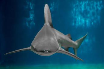 Australia, 16enne uccisa da uno squalo in un fiume a Perth