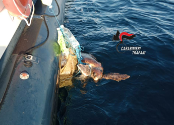 Carabinieri Favignana salvano una tartaruga Caretta