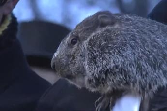 Giorno della marmotta, Phil ‘predice’ altre 6 settimane di inverno – Video
