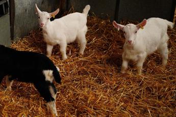 Messico, ex direttore zoo sotto accusa: “Ha cucinato capre pigmee per festa natalizia”