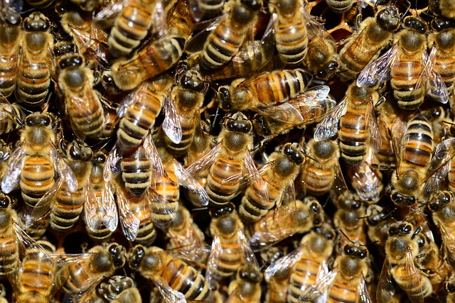 Intervista a Niccolò Calandri di 3Bee: il sistema delle api e la partecipazione a Fantasanremo