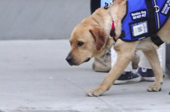 Bologna, ragazza cieca sfrattata per cane-guida riceve offerte casa