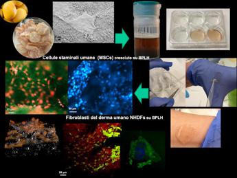 Ricerca, in arrivo dal lupino nuovi biomateriali per biomedicina e food