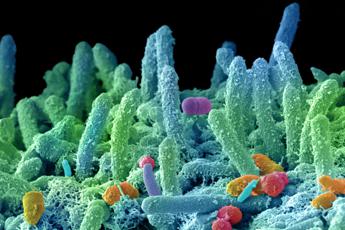 Antibiotico resistenza, Bassetti: “Oltre 80 milioni per finanziare lotta a super batteri”