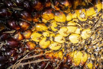 Fontana: “Con olio di palma certificato possibile conciliare sostenibilità e sicurezza alimentare”