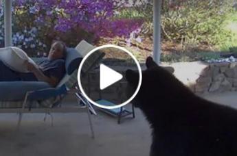L’orso piomba in giardino, l’incontro a sorpresa – Video