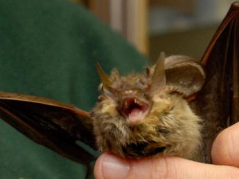 Lyssavirus dei pipistrelli, trasmissione e rischi: lo studio