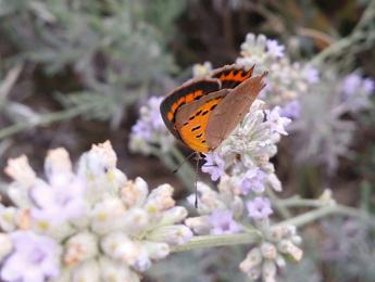 Torna la City Nature Challenge, in campo anche Roma con 450 città del mondo