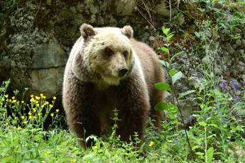 Trovato morto l’orso M62, era tra gli esemplari “problematici”