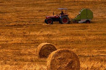 Agricoltura, Fondo AgriCat: pubblicato il Rapporto Ismea su sperimentazione 2022