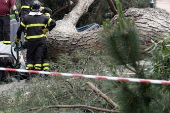 Reggio Calabria, vento a 100 Km all’ora: uomo muore travolto da un albero