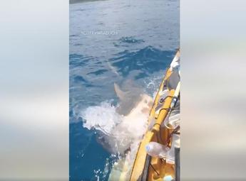 Squalo attacca il kayak, il video choc dalle Hawaii