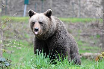 Trentino, orsi in eccesso saranno trasferiti