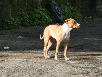 Cani che sporcano per strada, a Firenze raffica di multe ai padroni ‘zozzoni’