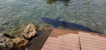 Palermo, avvistato squalo azzurro in riva