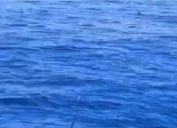 Squalo bianco a Livorno: “Sarà lungo tre metri…” – Video