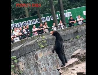 Cina, la smentita dello zoo: “L’orsa Angela non è uno stagista travestito” – Video