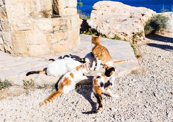 Covid, pillole antivirali ai gatti di Cipro: “Migliaia uccisi da coronavirus felino”