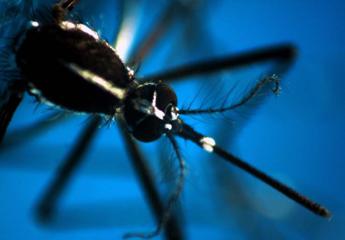 Dengue Italia 2023, 165 casi da inizio anno a oggi