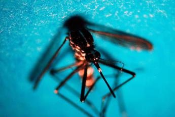 Dengue Italia, 338 casi da inizio anno di cui 82 autoctoni: ultimo bollettino