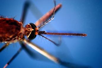 Dengue, caso sospetto a Brescia: scatta intervento anti zanzare