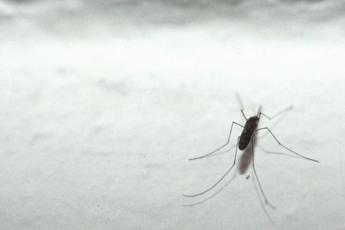 Dengue in Italia, 132 casi a oggi da inizio anno: 7 in Lombardia