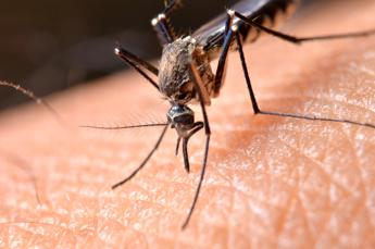 Dengue, in Italia 306 casi da inizio 2023: il bollettino