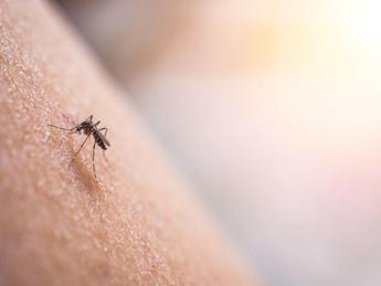 Dengue, scatta l’allerta per le Regioni: stretta contro rischio di trasmissione autoctona