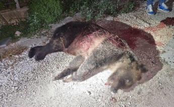 In Abruzzo uccisa a fucilate l’orsa Amarena