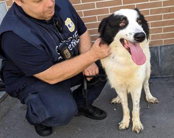 Milano, cane abbandonato da mesi sul balcone: salvato da guardie zoofile
