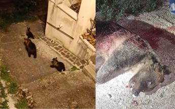 Orsa uccisa, a San Benedetto dei Marsi “clima preoccupante tra insulti e minacce”