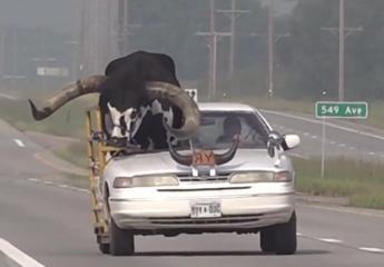 Polizia ferma auto in autostrada, c’è un toro a bordo – Video