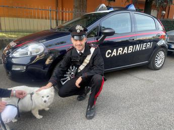 Cagnolina smarrita nel parcheggio del supermarket, la salvano i carabinieri