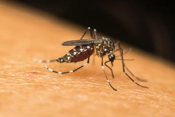 Dalla Dengue alla West Nile, in Europa crescono le infezioni veicolate dalle zanzare