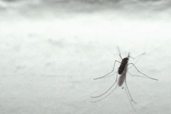 Dengue oggi Toscana, morta una 50enne