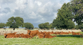 L’allevatore 4.0: “Carne sintetica una grossa bufala”