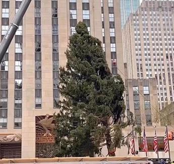 New York, torna l’albero al Rockefeller Center