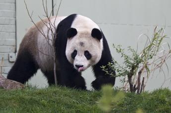 Cina, panda dello zoo di Edimburgo tornano a casa: segnale di crisi diplomatica?