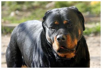 Perugia, bimbo di 5 anni aggredito da rottweiler: è in prognosi riservata