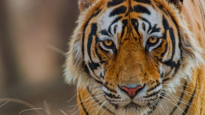 “Tiger” – Priyanka Chopra Jonas sarà la voce narrante del film di Disneynature