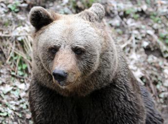 Trentino approva legge per abbattimento orsi: se ne potranno uccidere 8 all’anno