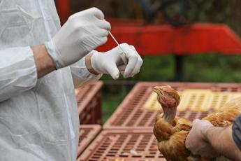 Aviaria si diffonde in Ue, l’allarme: “Preoccupa il rischio di una pandemia”