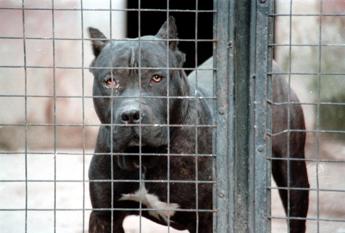 Bimbo ucciso dai pitbull, veterinario: “Non ci sono cani killer ma cattiva gestione sì”