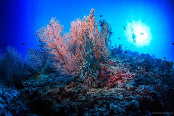 Clima, Wwf: “Ridurre stress su barriere coralline ed emissioni gas serra”