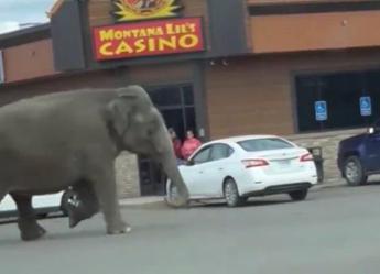 Montana, elefante scappa dal circo: traffico bloccato per le strade di Butte – Video