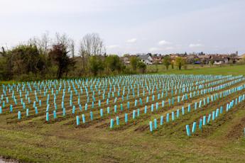 Sostenibilità, a Pradamano nasce un nuovo bosco urbano di 1.000 piante