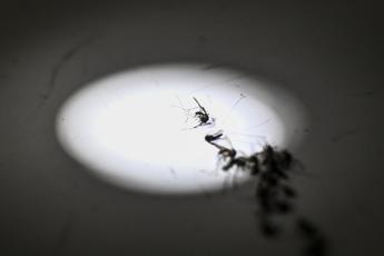 Zanzara della malaria in Italia dopo oltre 50 anni: la scoperta in Puglia