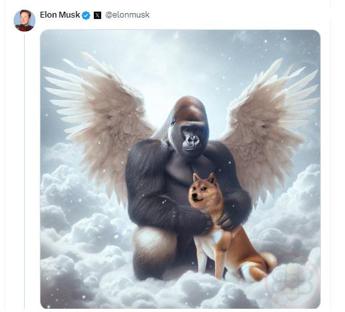 E’ morto Kabosu, il ‘cane dei meme’: il messaggio di Elon Musk